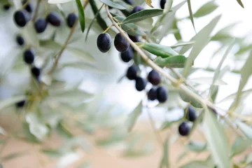 Keuken foto achterwand Olijfboom olijftak