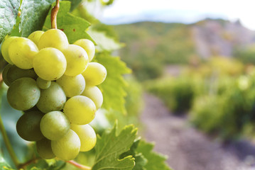 Sweet and tasty white grape bunch