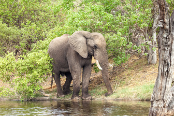 Fototapeta premium African elephant at the river