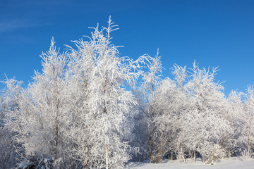 Hoarfrost trees
