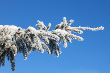 Spruce branch