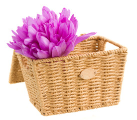 basket with meadow saffron isolated on white