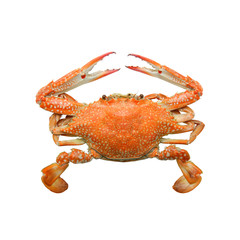 Crab isolated on white background