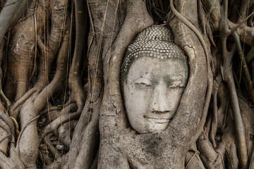 Buddha head in banyan tree