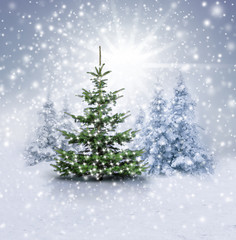 Weihnachtsbaum im Winterwald