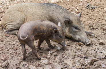 wild boars family,