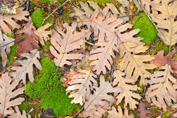 Autumn in the forest, oak leaves