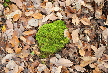 Autumn in the forest, moss and oak leaves