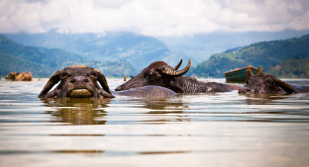 Water buffalos refreshing in Fewa lake , Nepal.
