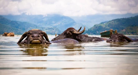 Poster Waterbuffels verfrissend in Fewa-meer, Nepal. © Aleksandar Todorovic
