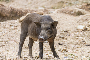 Fototapeta premium wild boars family,