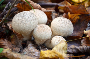 Macro photography of white mushrooms in forest
