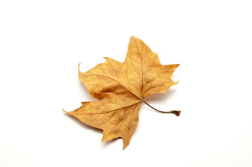 Dry leaf isolated