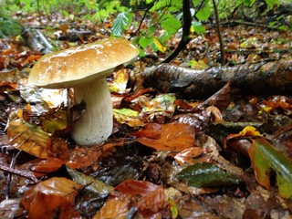 mushroom