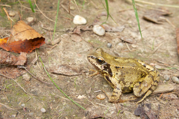Common Frog Closeup 4