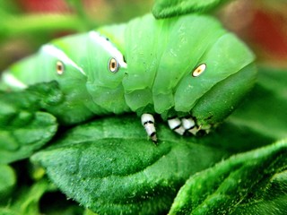 closeup of tomato hornworm