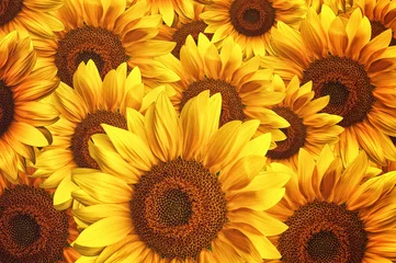 Poster Im Rahmen Sunflower field © Bits and Splits