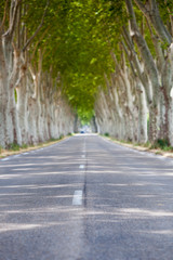 Obraz premium Summer alley