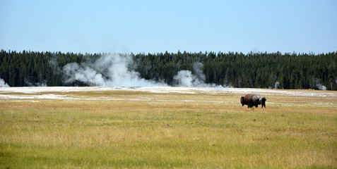 Bisons on the Yellowstone national park