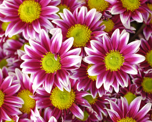 violet white colored chrysanthemums closeup