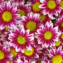 violet white colored chrysanthemums closeup