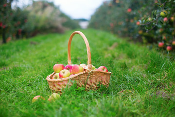 Fresh organic apples in a basket