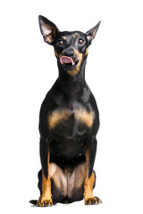 little dog with big ears on white background