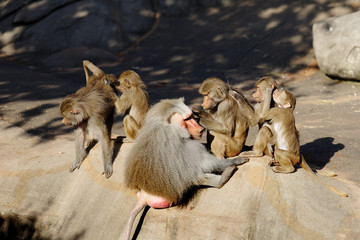 Baboon monkeys cleaning each other