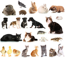 Collage of different cute animals