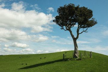 solitaire pohutukawa tree on grassy hills