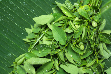 Pucuk Manis Vegetables - Sauropus androgynus on Banana leaves