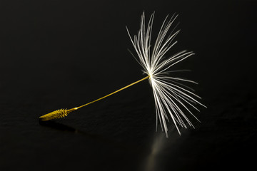 Dandelion seed