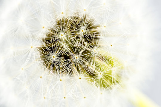 Macro shot of dandelion seed head