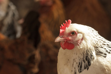 chicken
