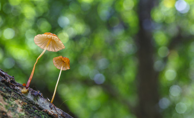 Wild mushrooms growing on timber.