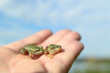 frog