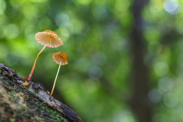 Wild mushrooms growing on timber.