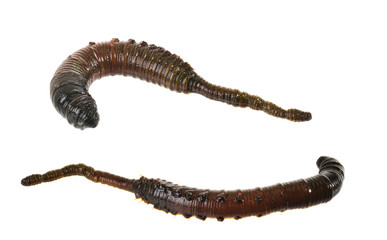 Lug worm (Arenicola marina) isolated on white