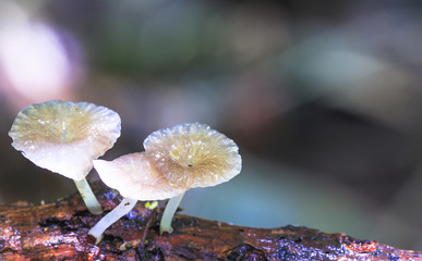 Wild mushrooms growing on timber.