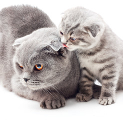 Mother and her kitten on white background.British Shorthair cat.