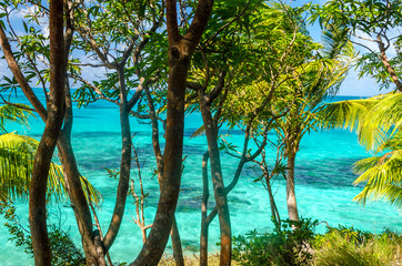 Trees and Turquoise Water