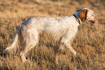 Brown Dotted Setter