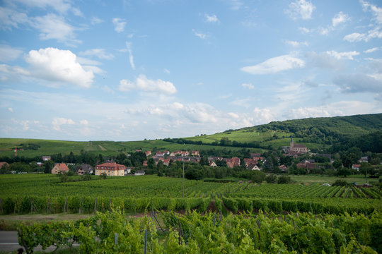 Alsace landscape and vinewyard