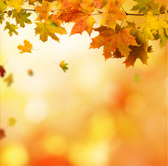 autumn background