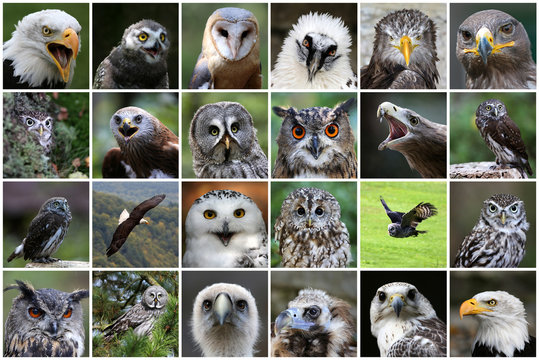 Greifv&ouml;gel / Eulen