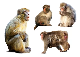 Papier Peint photo Lavable Singe Ensemble de quelques macaques sur fond blanc