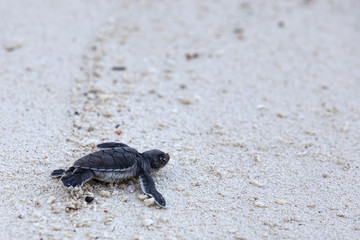 Green Turtle Hatchlings