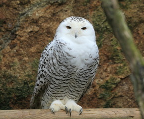 chouette harfang des neiges perchée