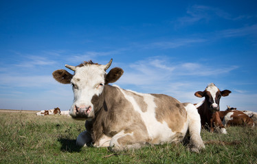 Fototapeta na wymiar Krowy leżące na trawie