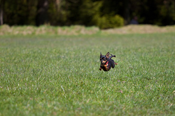 Highspeed Hund